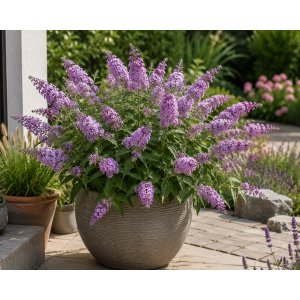 Budleja Dávidova (Buddleja Davidii) ‘LITTLE LILA BUTTERFLY CANDY’® - výška 10-20 cm, kont. C2L